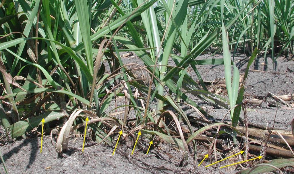 Plant Pathol. 56:711-717. Odero, D., R. Cherry and D. Hall. 2013. Weedy host plants of the sugarcane root weevil (Coleoptera: Curculionidae) in Florida sugarcane. J. Entomol. Sci. 48: 81-89.