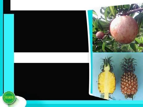 For good eating quality, Josapine pineapple should achieve index