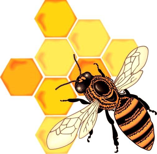 the honeycomb THE MONTHLY NEWSLETTER OF THE MECKLENBURG COUNTY BEEKEEPERS ASSOCIATION January, 2016 President s Buzz Welcome to the very cold weather of January and the start of a new year at the