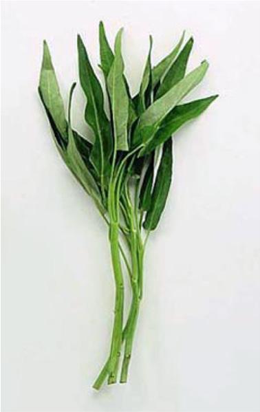 herbaceous aquatic or semiaquatic perennial plant.