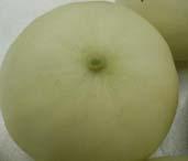 fuzzy; no aroma; 10% soluble solids; flesh crisp, melon splits when cut;