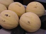 Eastern shipping cantaloupes maintain texture and