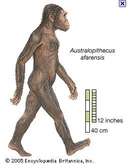 Australopithecus.