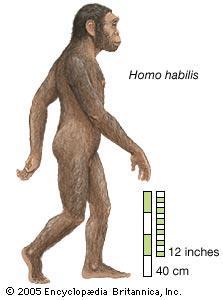 Homo Habilis.
