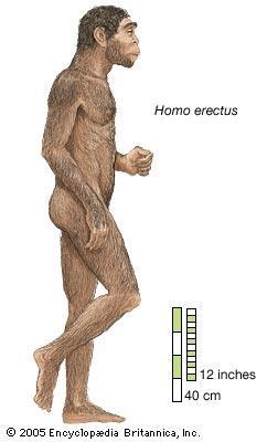 Homo Erectus.