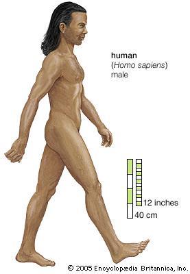 Homo sapiens. - Lived in Africa about 120.