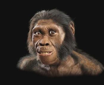 Australopithecus, having a good day There is very little fossil evidence for the split of the human lineage (hominins) from those of gorillas and chimpanzees.