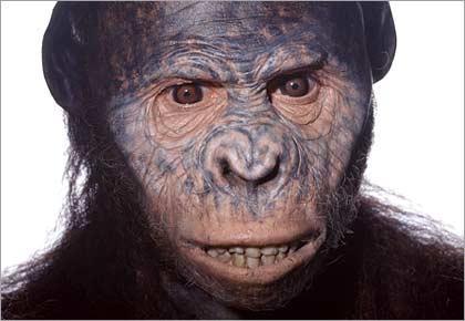 Australopithecus afarensis Meaning: 'Southern Ape of Afar' after the Afar region of Ethiopia. Lived: 3.9-3.0 million years ago.