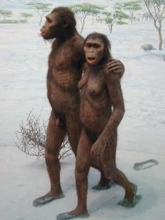This hominid seems to have lived in social groups of between 20 and 30.