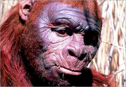 Paranthropus boisei Meaning: 'Near man of Boise' after Charles Boise, financial patron of the Leakey family. Lived: 2.3-1.2 million years ago.