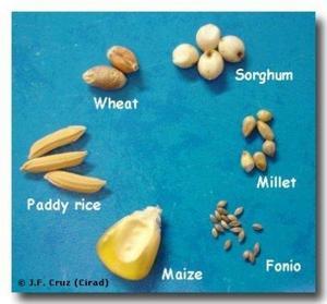 early centres of agricultural development Afro- Mediterranean cradle (Egypt Morroco) cereals = wheat + barley,