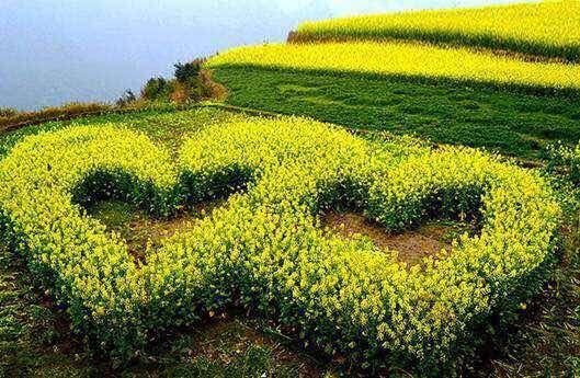 with rapeseed plants to attract visitors