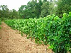 Consequences on vineyard implantation Interest for late varieties Ripening in better temperatures conditions More