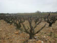 upgrading of traditionally basic vineyards - Excessive stress on traditionally premium vineyards Cordon Mechanized