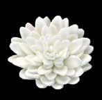 75 Chrysanthemum Flowers -