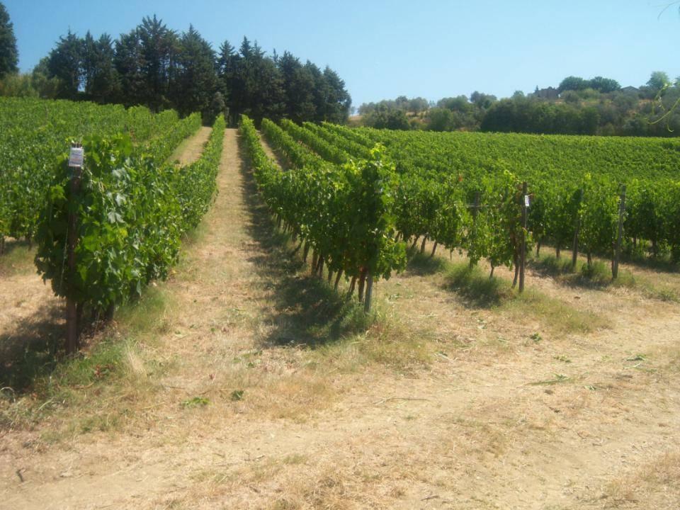 Experimental vineyard Planting Density 2,80x0,90 NE-SO # 5