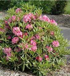 Rhododendron Rhododendron prinophyllum Azalea Common Name: roseshell azalea Type: Deciduous shrub Family: Ericaceae Native Range: Southern Quebec, Eastern United States Zone: 3 to 8 Height: 4.00 to 8.