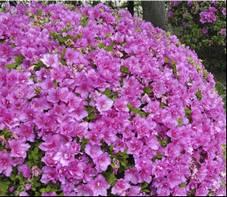 00 feet Bloom Time: April to May Bloom Description: Pink Sun: Part shade Maintenance: Medium Flower: Showy, Fragrant Attracts: Hummingbirds, Butterflies Tolerate: Rabbit Common Name: Korean azalea