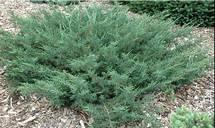 Tolerate: Air Pollution Sargent Juniper Common Name: juniper Type: Needled evergreen Family: Cupressaceae Native Range: Russia, China, Japan Zone: 4 to 9 Height: 1.00 to 2.00 feet Spread: 8.00 to 10.
