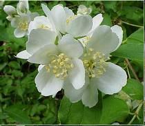 00 feet Bloom Description: White with maroon blotch Flower: Showy,