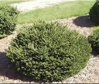 Dwarf Spruce Common Name: dwarf Norway spruce Type: Needled evergreen Family: Pinaceae Zone: 3 to 7 Height: 2.00 to 4.