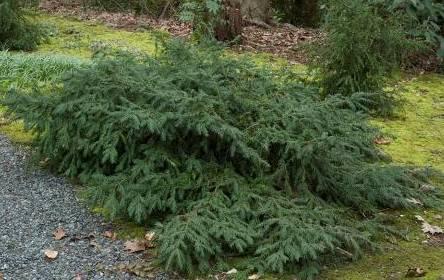 Pollution Common Name: yew Type: Needled evergreen Family: Taxaceae Zone: 4 to 7 Height: 3.00 to 4.00 feet Spread: 4.00 to 6.