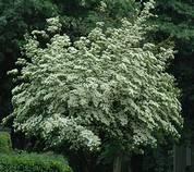 Summer Star Dogwood Common Name: cornelian cherry dogwood Family: Cornaceae Zone: 4 to 8 Height: 15.00 to 20.