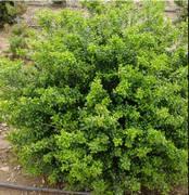 Ilex Hetzi Lombardi Poplar Common Name: Japanese holly Type: Broadleaf evergreen Family: Aquifoliaceae Zone: 5 to 8 Height: 3.00 to 6.