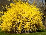 Forsythia Tried and Trouble-free Recommended by 4 Professionals Amur Privet Common Name: forsythia Type: Deciduous shrub Family: Oleaceae Zone: 5 to 8 Height: 1.00 to 2.