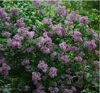 Lilac Common Name: common lilac Type: Deciduous shrub Family: Oleaceae Zone: 3 to 7 Height: 8.00 to 15.00 feet Spread: 6.00 to 12.
