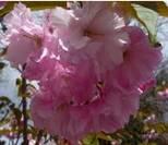 Kwanzan Cherry Tree Sweetgum Common Name: Japanese flowering cherry Family: Rosaceae Zone: 5 to 9 Height: 25.