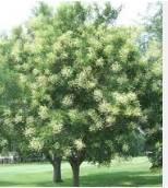 Regent Scholar Trees Common Name: Japanese pagoda tree Family: Fabaceae Zone: 4 to 8 Height: 50.00 to 75.