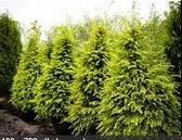 Canada Hemlock Green Mountain Sugar Maple Common Name: Canadian hemlock Type: Needled evergreen Family: Pinaceae
