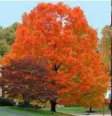 Family: Sapindaceae Zone: 4 to 8 Height: 40.00 to 60.00 feet Spread: 25.00 to 45.