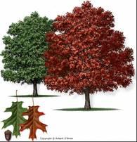 Red Oak Common Name: red oak Family: Fagaceae Native Range: Eastern North America Zone: 4 to 8 Height: 50.00 to 75.