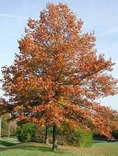 Pin Oak Common Name: pin oak Family: Fagaceae Native Range: Northeastern United States, southeastern