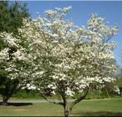 Dogwood Scotch Pine Common Name: flowering dogwood Family: Cornaceae Native Range: Eastern North America Zone: 5 to 9 Height: 15.00 to 30.