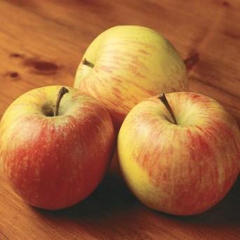 They were one of the first varieties of apple widely available in supermarkets as their thick skin and excellent storing qualities made them suitable for shipping.