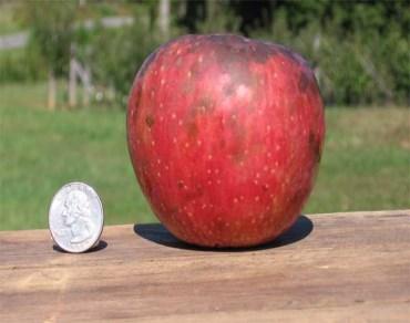Grimes Golden. A West Virginia apple originating around 1800, this apple was widely grown throughout the south and is known as the parent of the modern day Golden Delicious.