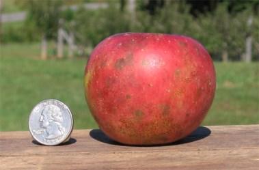 This apple is a cross between Newtown Pippin and Golden Delicious and was created in 1976 at Virginia Tech (Blacksburg, Va.