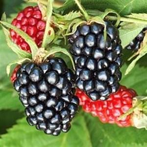 It is a good keeper and ripens in October. Blackberry plants (thornless) (1-gallon containers, $8 each) Self-fertile Apache (US Plant Patent 11,865).
