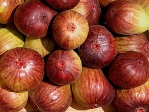 Fig trees (1-gallon containers, $8 each) Self-fertile Brown Turkey.