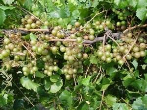 Bronze; fruit are very large in size, good flavor, large clusters, good yields, dry stem scar, and ripen early. Plants have good vigor and disease resistance.