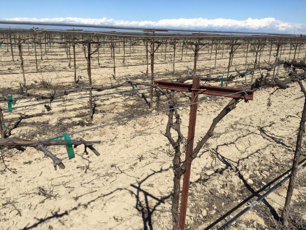 Overcropping on Vine Structure Loss of spur and