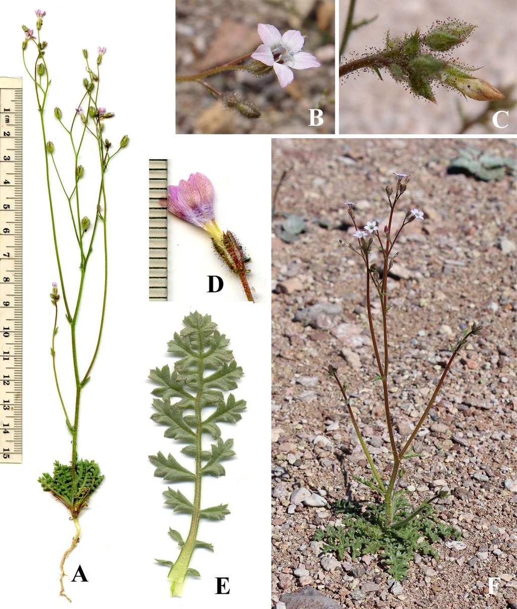 Felger et al: SW Arizona Flora, Pt. 18, Polemoniaceae 10 of Bates Well Mts, 31 Mar 1978, Bowers 1163. Arch Canyon, 5 Apr 1978, Bowers 1185. Base of Scarface Mt, 1650 ft, Tallarovic 20 Mar 1992 (ASC).