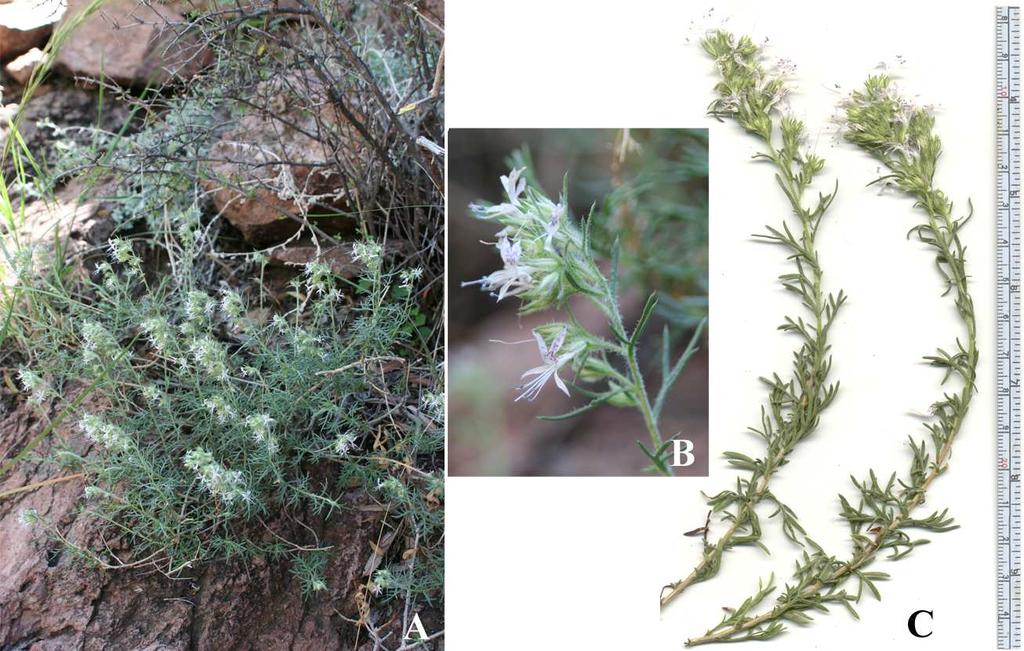 Felger et al: SW Arizona Flora, Pt. 18, Polemoniaceae 11 Gilia sp. OP: Alamo Canyon, capsules, 8130 to 9570 ybp (3 samples). Montezuma s Head, capsules, 13,500 ybp.