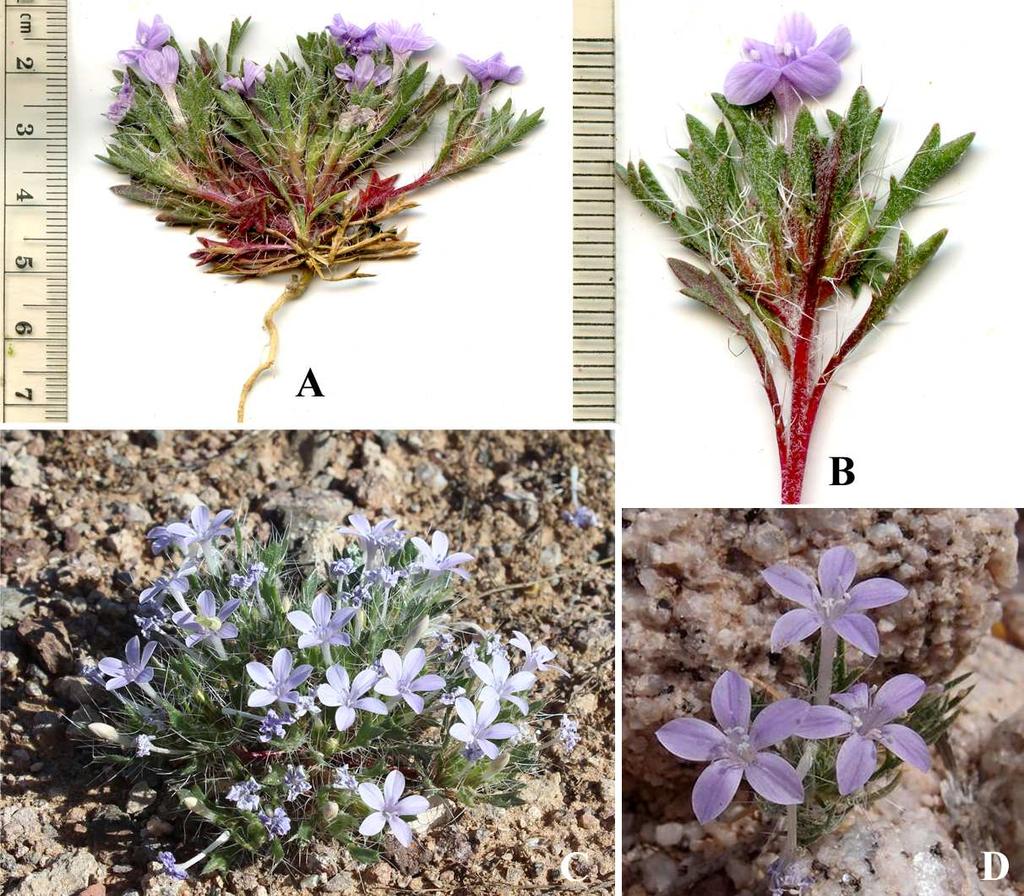 Felger et al: SW Arizona Flora, Pt. 18, Polemoniaceae 13 CP: Tule Well, Goodding 6 Mar 1940 (ASU). Buckhorn Tank (Simmons 1966). Cabeza Prieta Tank, canyon, 6 Apr 1979, Lehto 23541 (ASU).