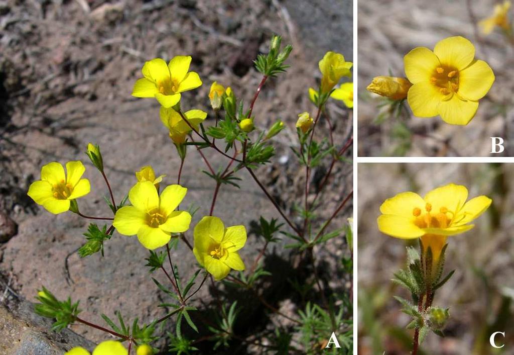 Felger et al: SW Arizona Flora, Pt. 18, Polemoniaceae 14 Linanthus in the traditional sense (e.g., Grant 1959; Patterson 1993) is not monophyletic.