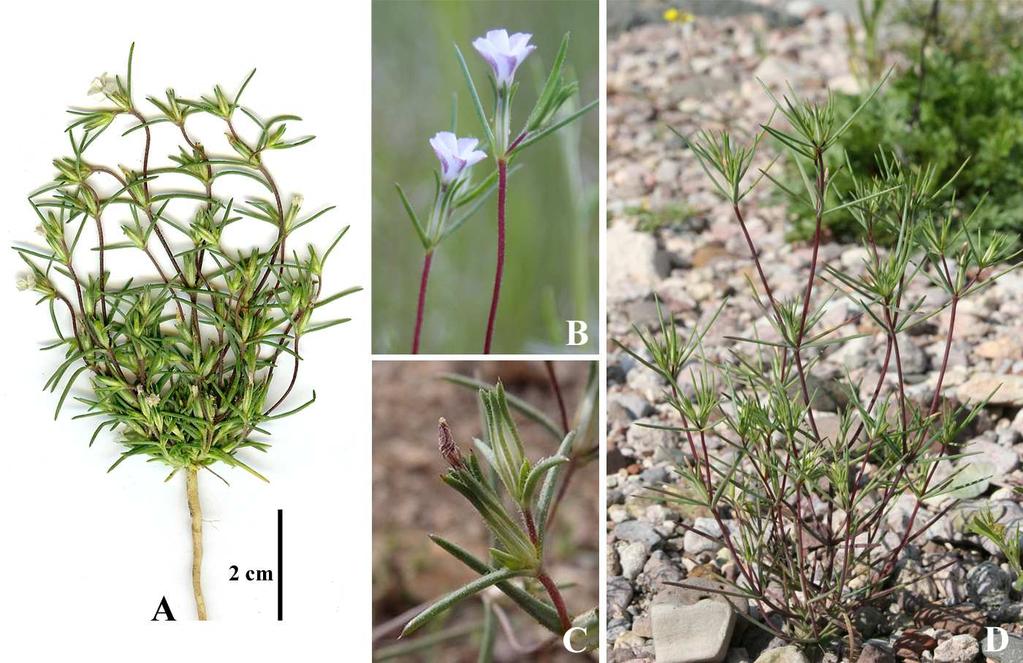 Felger et al: SW Arizona Flora, Pt. 18, Polemoniaceae 16 glandular. Corollas actinomorphic, 8 16.3 (20) mm long, the lobes (2) 4 7.5 (14.1) mm long, 1.5 5.
