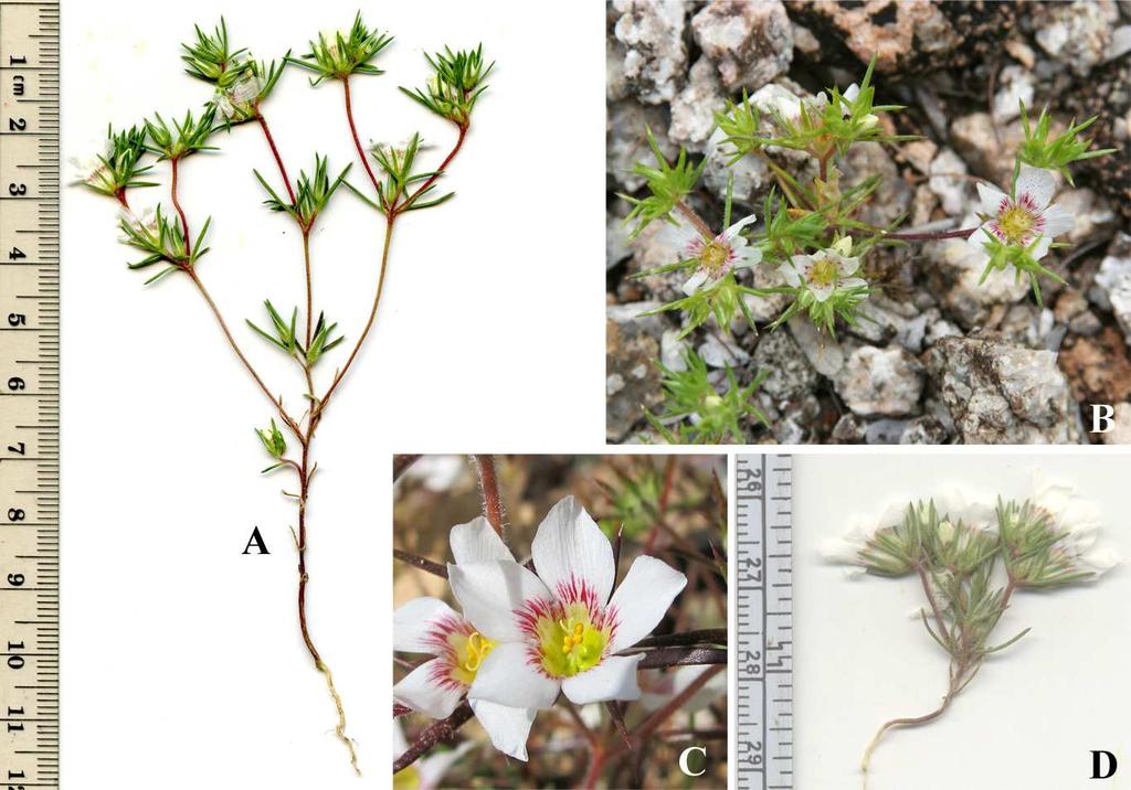 Felger et al: SW Arizona Flora, Pt. 18, Polemoniaceae 17 Linanthus demissus (A. Gray) Greene Desert snow. Figure 11.